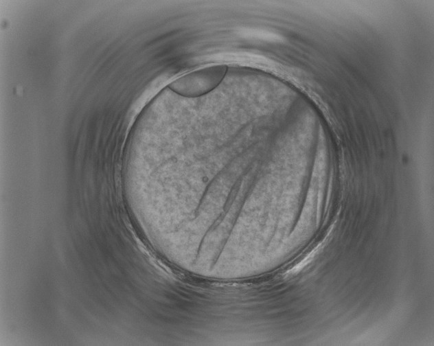 X0000062131529200601060844