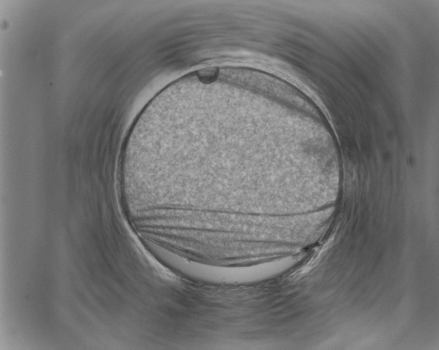 X0000062131533200601060844