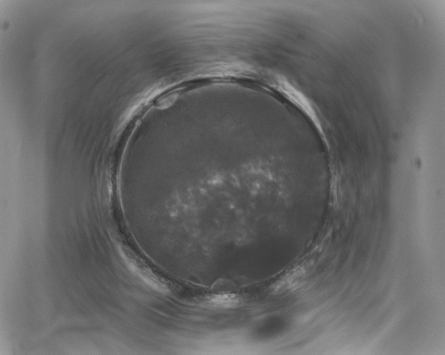 X0000062140059200512091225