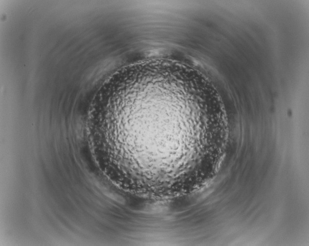 X0000062140078200512091226