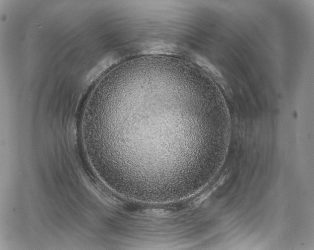 X0000062140298200512091222