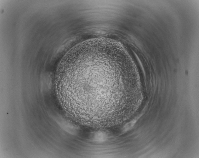 X0000062140412200512091220