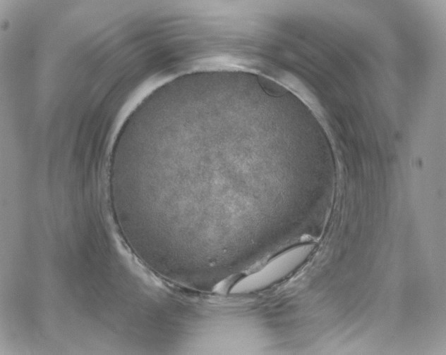 X0000062141008200512091210