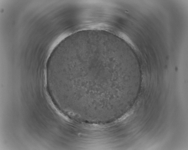 X0000062141079200512091209