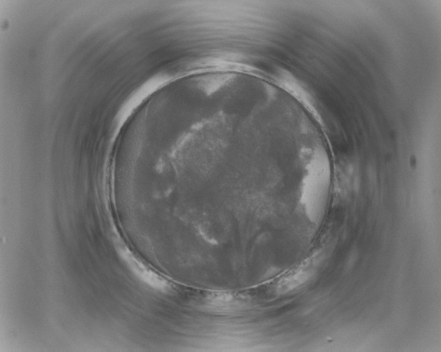 X0000062141098200512091209