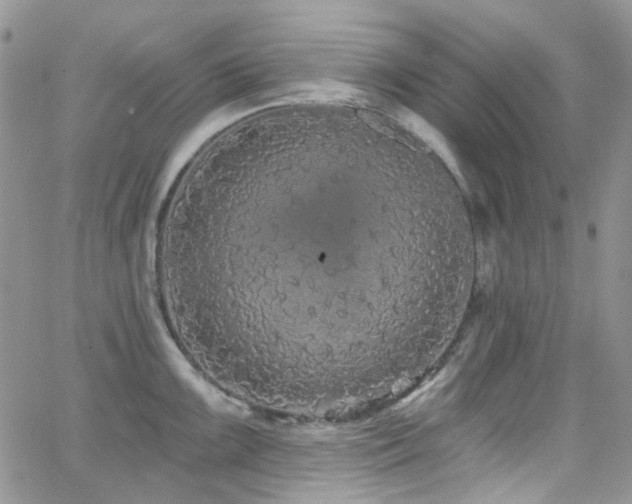 X0000062141099200512091209