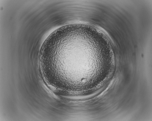 X0000062141244200512091207