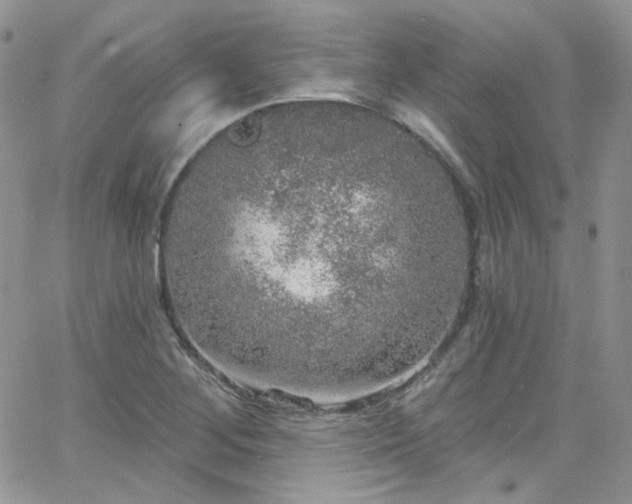 X0000062141268200512091206