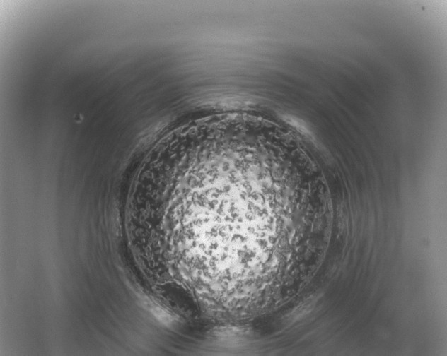 X0000062140453200512121246