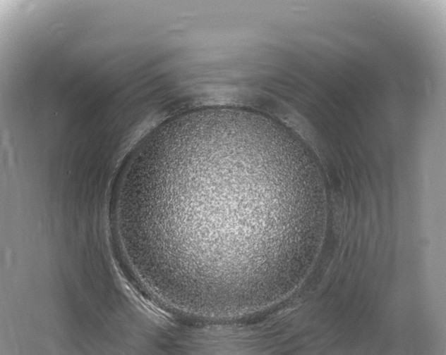 X0000062140482200512121245