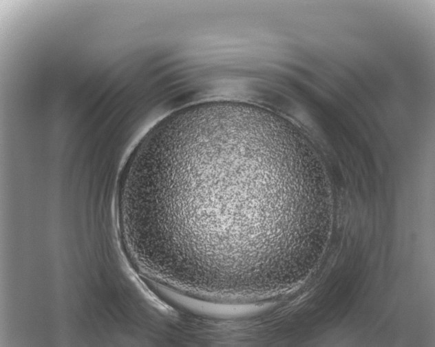 X0000062140796200512121240