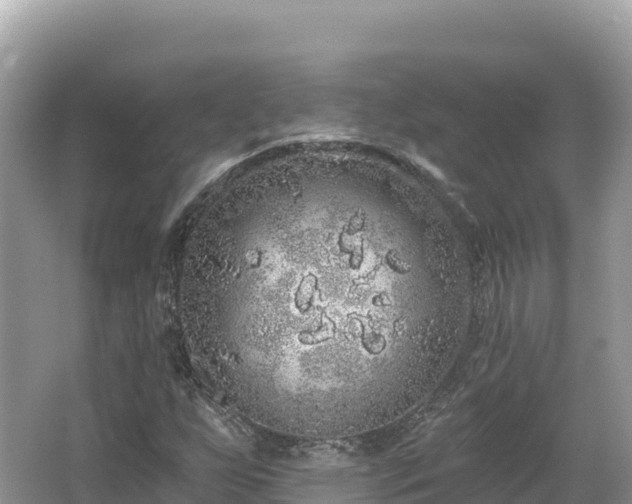 X0000062141255200512121232