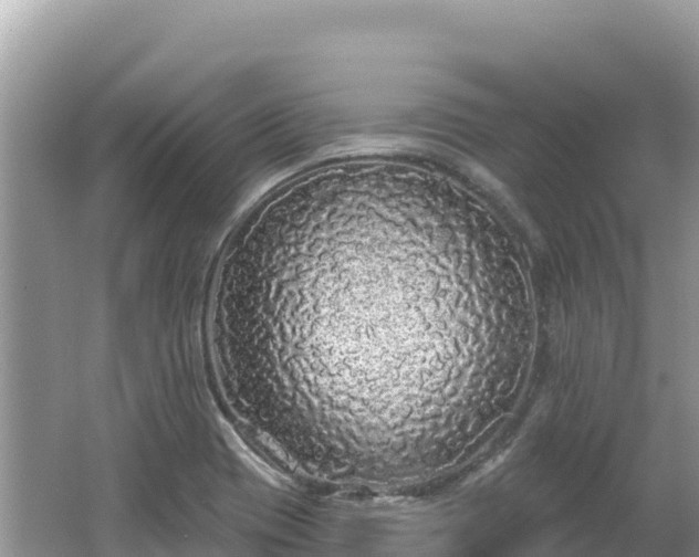 X0000062141417200512121229