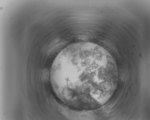 X0000062140036200512161229