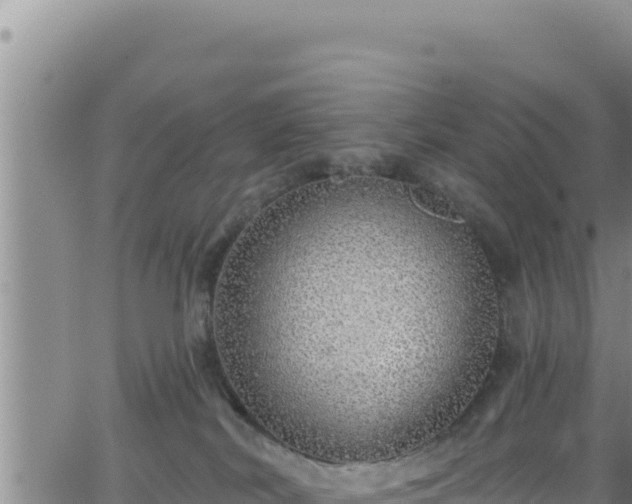 X0000062140038200512161229