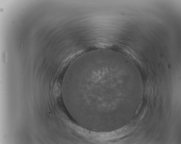 X0000062140043200512161229