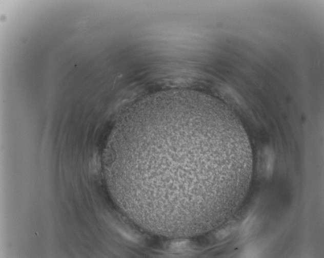 X0000062140173200512161227