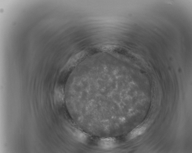 X0000062140240200512161225