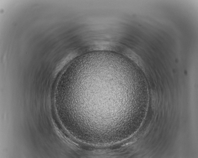 X0000062140482200512161221