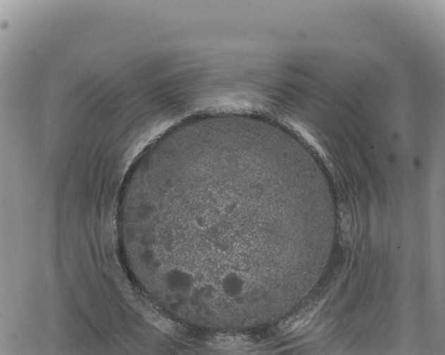 X0000062140487200512161221