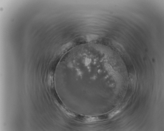 X0000062140527200512161221