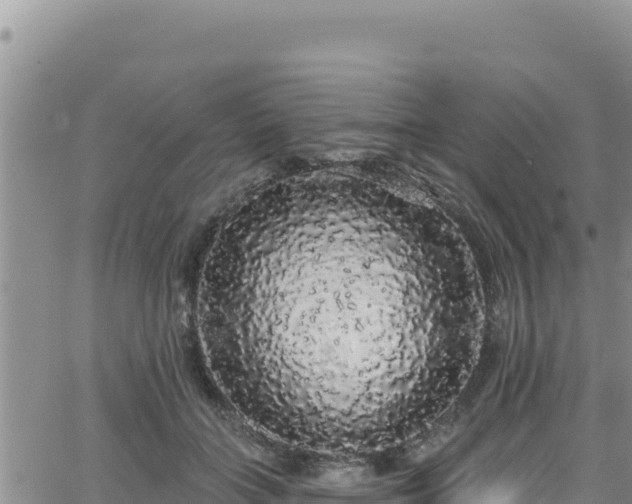 X0000062140555200512161220