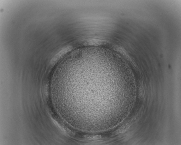 X0000062140683200512161218