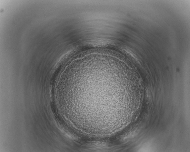 X0000062140733200512161217