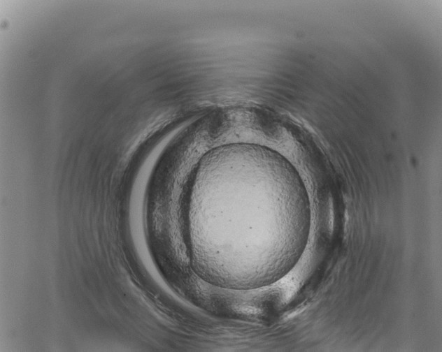 X0000062140735200512161217