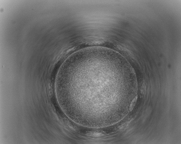 X0000062140743200512161217