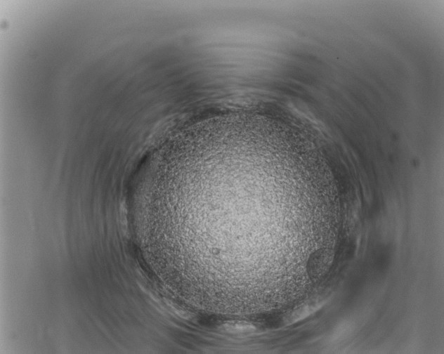 X0000062140749200512161217