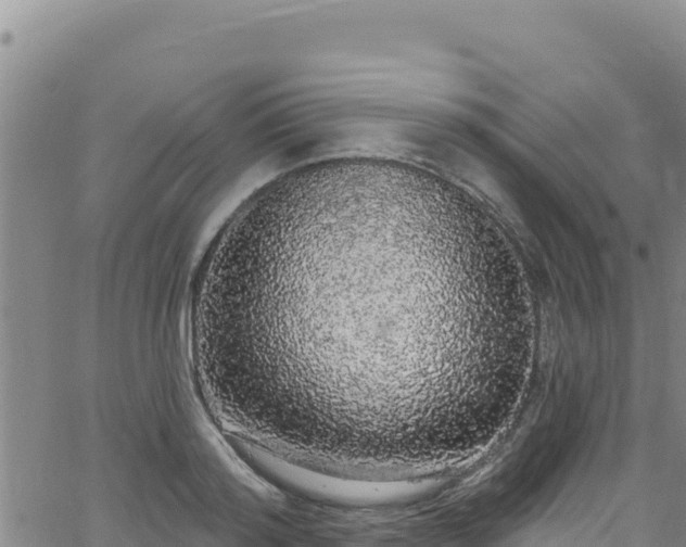 X0000062140796200512161216