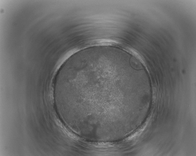 X0000062140835200512161215