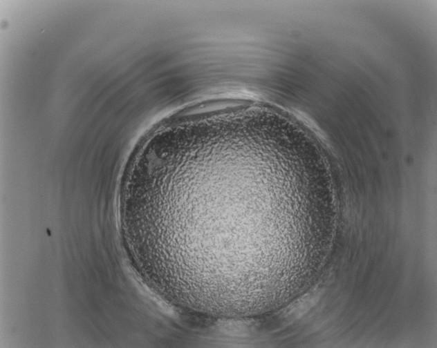 X0000062140840200512161215