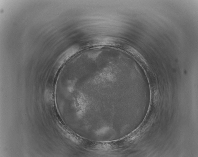 X0000062140882200512161215