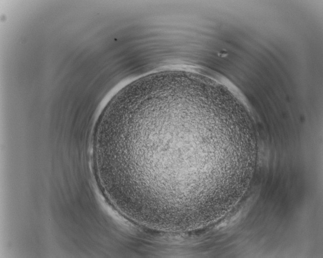 X0000062140955200512161214