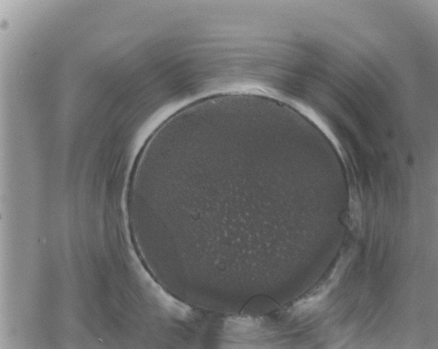 X0000062140959200512161214