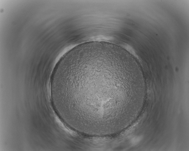 X0000062141032200512161212