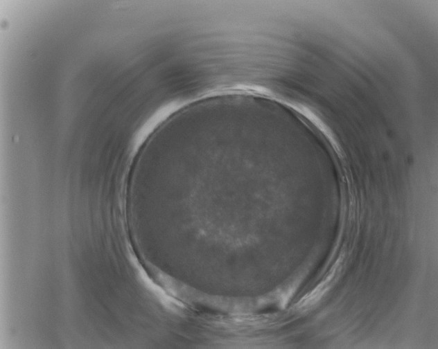 X0000062141054200512161213