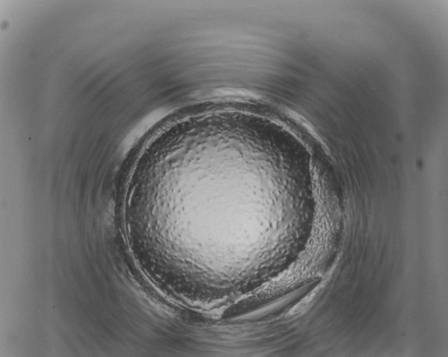 X0000062141066200512161212