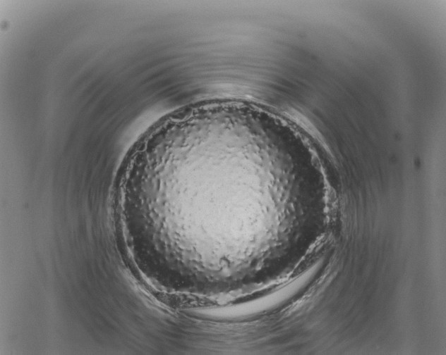 X0000062141068200512161212