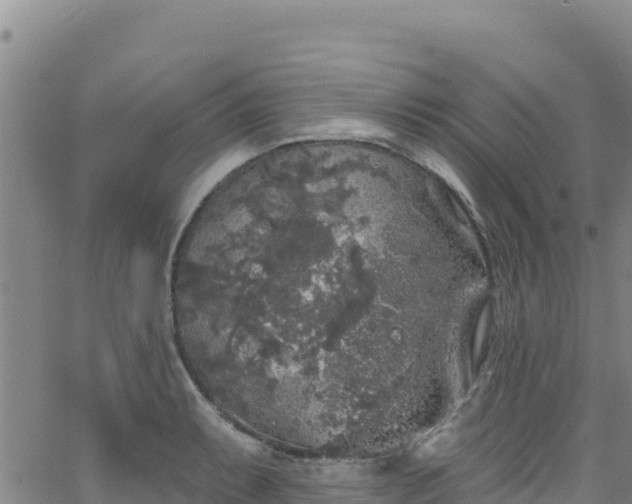 X0000062141087200512161211