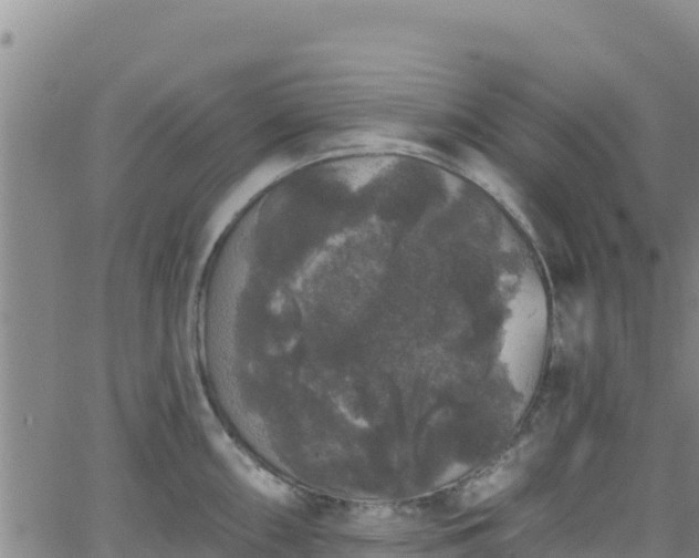 X0000062141098200512161211