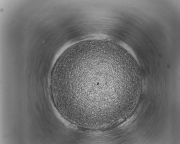 X0000062141099200512161211