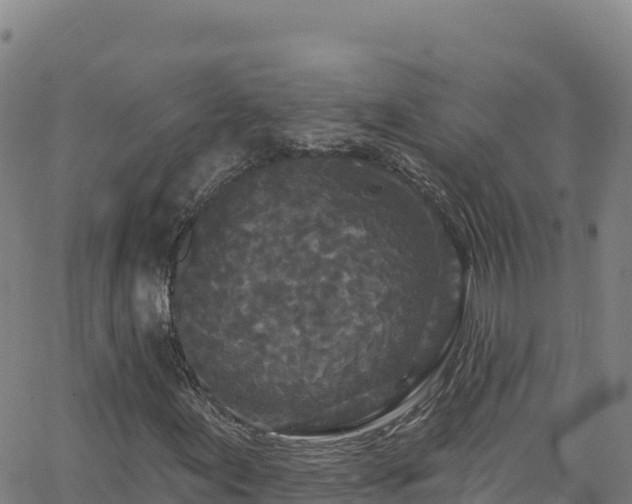 X0000062141155200512161210