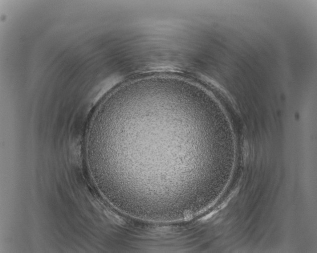 X0000062141162200512161210