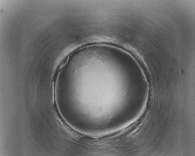 X0000062141175200512161210