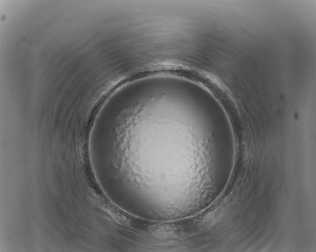 X0000062141217200512161209