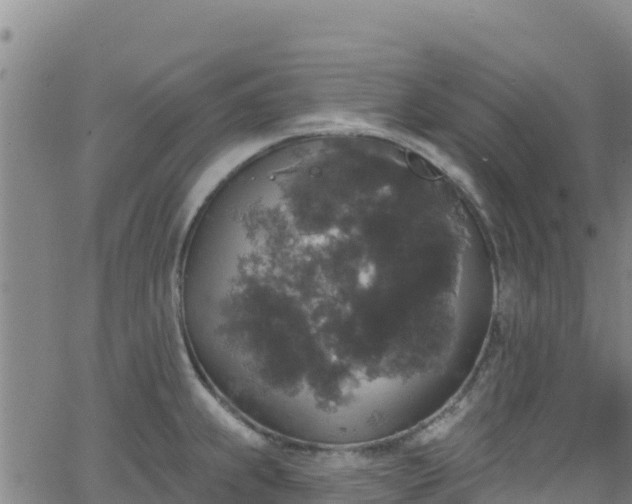 X0000062141239200512161209