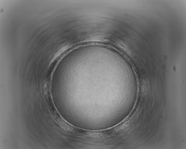 X0000062141258200512161209